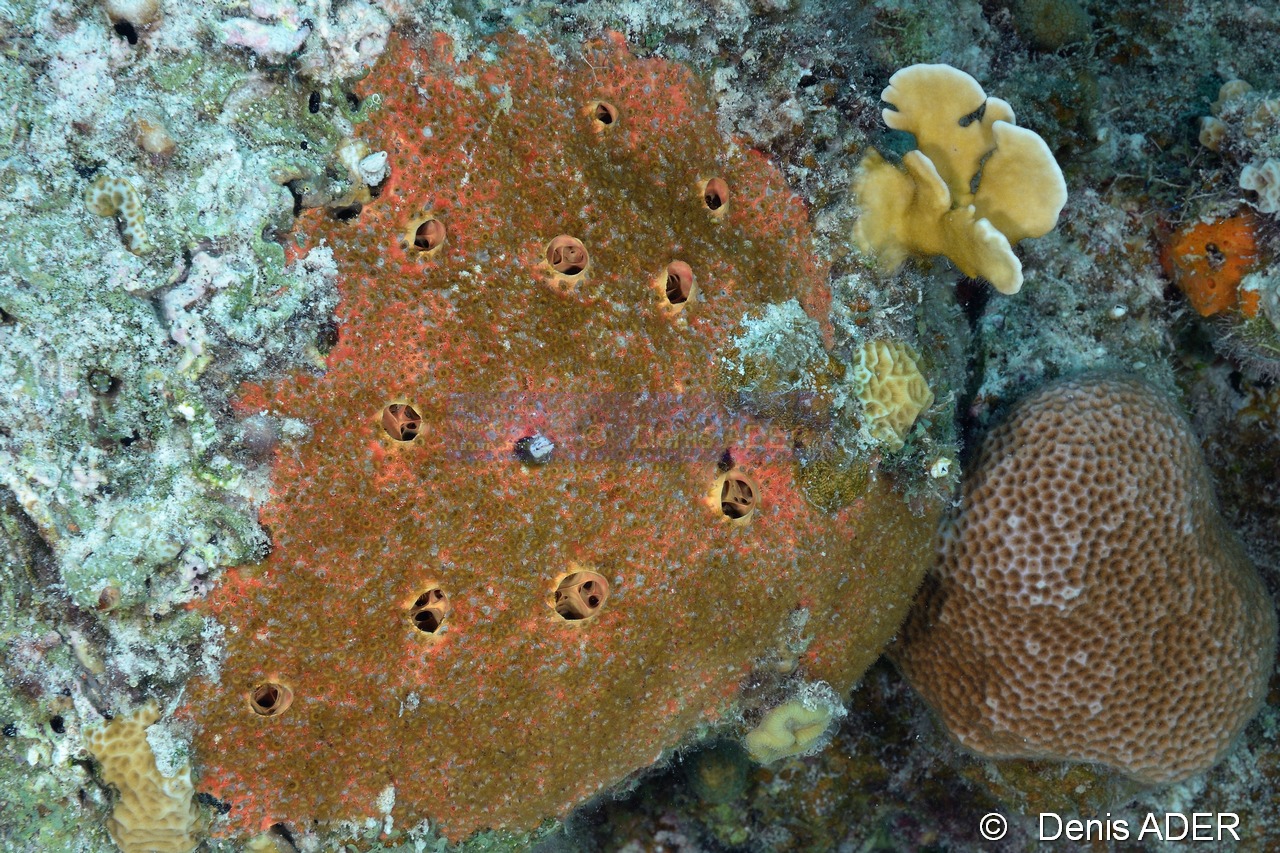 Cliona delitrix Parazoanthus-parasiticus-Bonaire Keepsake-5m-20180221-Denis-ADER-DSC_7281_tn.jpg